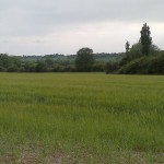 Witnesham, the grass IS greener